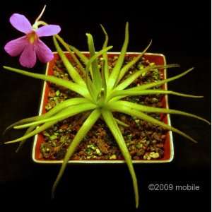  Carnivorous Pinguicula Moctezumae, Butterwort, Live Plant 