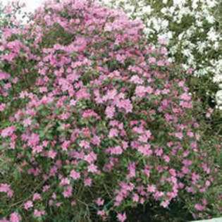 Nature Hills Nursery, Inc. Rhododendron   P.J.M. #2 Container at 