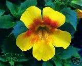 Mimulus Mystic Yellow Spot Flower Seeds *Shade* ~SALE~  