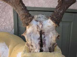   DEER RACK antlers whitetail moose elk taxidermy mount sheds  