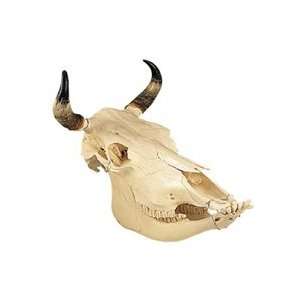   3B Scientific T30015 Cow Skull (Bos Taurus) Industrial & Scientific
