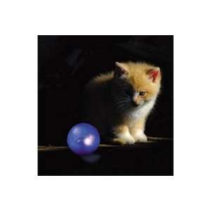  Petstages™ Twinkle Ball