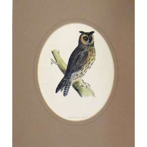  1860 Hand Coloured Print Long Eared Owl Bird Prey