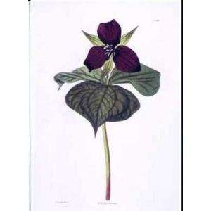  Trillium Purple Poster Print