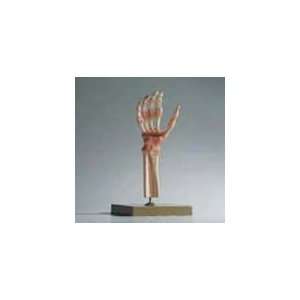    SOMSO? Functional Hand and Finger Joints Model Toys & Games