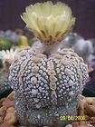 ASTROPHYTUM ASTERIAS cv. SUPER KABUTO cactus seeds  