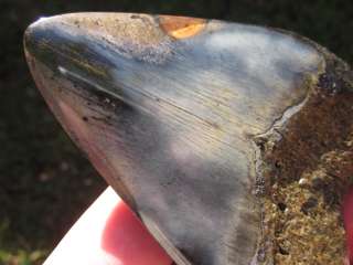   SHARK Tooth Fossil Teeth Megladon South Carolina SC SCUBA USA  