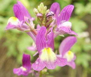 SPURRED SNAPDRAGON TOADFLAX 350,000 Flower Seeds + GIFT  