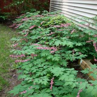   Old Fashioned Bleeding Heart Plant D282CL 