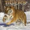 Tigers 2012  Browntrout Publishers Englische Bücher