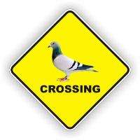 BLUE BAR RACING PIGEON NOVELTY CROSSING SIGN POLY  
