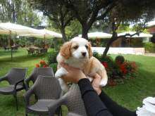 Breton Annunci per Cani   Cuccioli e cani in Liguria in vendita su 