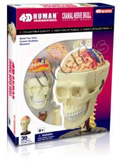 4D Puzzle Human Anatomy 3D Model Cranial Nerve Skull  
