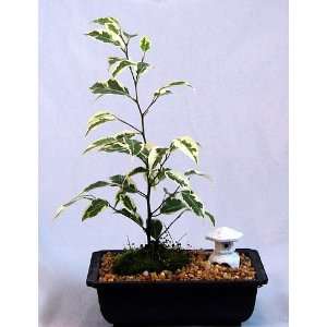   Bonsai Tree   Easy to Grow Indoor Bonsai Patio, Lawn & Garden