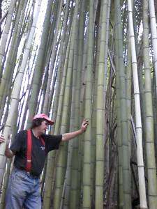 JAPANESE GIANT TIMBER BAMBOO   MADAKE PLANT RHIZOMES 12L x 3/4W 