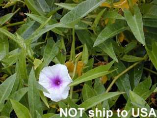 100 Oriental Vegetable Seeds   Chinese Water Spinach/Water Convolvulus 