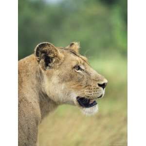  Lioness, Panthera Leo, Kruger National Park, South Africa 