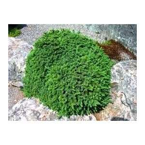  Dwarf Black Spruce 1   Year Graft Patio, Lawn & Garden