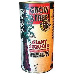  Giant Sequoia Tree Seed Kit: Patio, Lawn & Garden