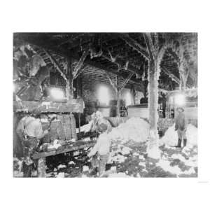 Men Operating a Cotton Gin Dahomey, MS Photograph   Dahomey, MS 