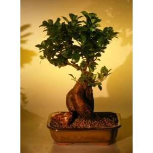 Bonsai Boys Ginseng Ficus Bonsai Tree Grocery & Gourmet Food