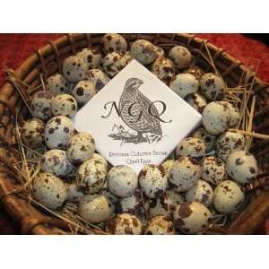  30 Fertile Cortunix Quail Hatching Eggs