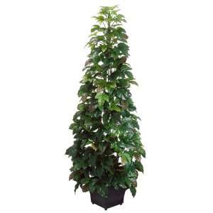  46 Boston Ivy Plant on Pole in Metal Pot Green (Pack of 2 