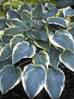 Hosta, First Frost, Live Plant, 5 Container  