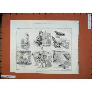  1887 Cage Bird Show Crystal Palace Animals Dadd Print 