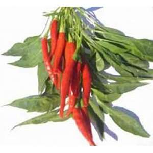  Thai Chili Pepper Seeds 55 Seeds Patio, Lawn & Garden