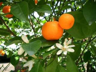 KING MANDARIN TREE (Citrus reticulata) 10 FRESH SEED  
