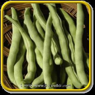 Lb   Kentucky Wonder 125   Bulk Green Bean Seeds  
