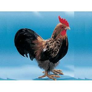    10 Standing Rooster Chicken Furry Animal Figurine: Toys & Games