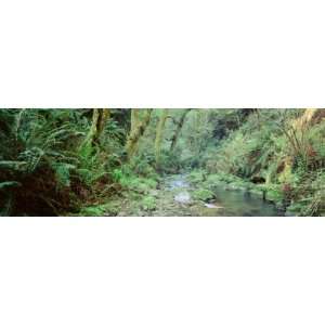 Stream in a Forest, Van Damme State Park, Mendocino, California, USA 