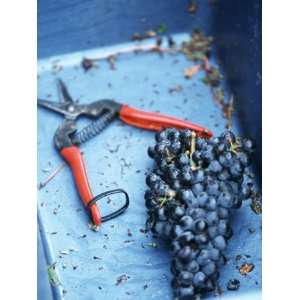  Red Wine Vintage Grapes in Blue Container Beside Scissors 