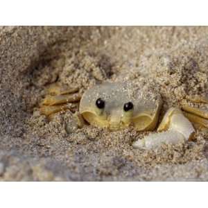 Emerald Beach Sand Crab, Lindergh Bay, St. Thomas, Us Virgin Islands 