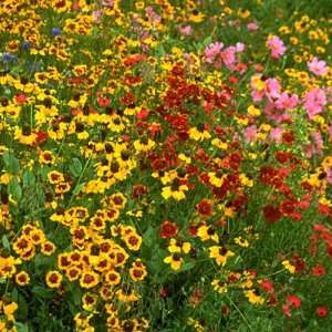  Southeast Wildflower Seed Mix Patio, Lawn & Garden